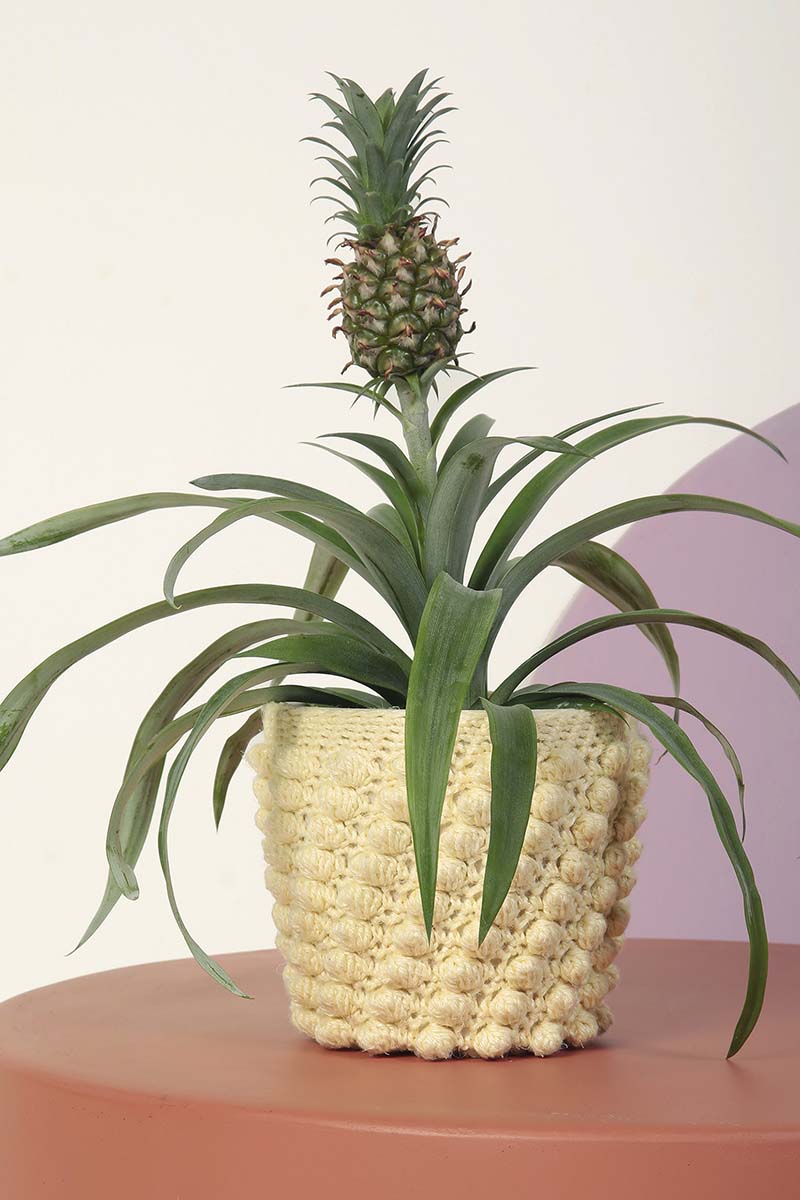 CALENDULA Nackenrolle